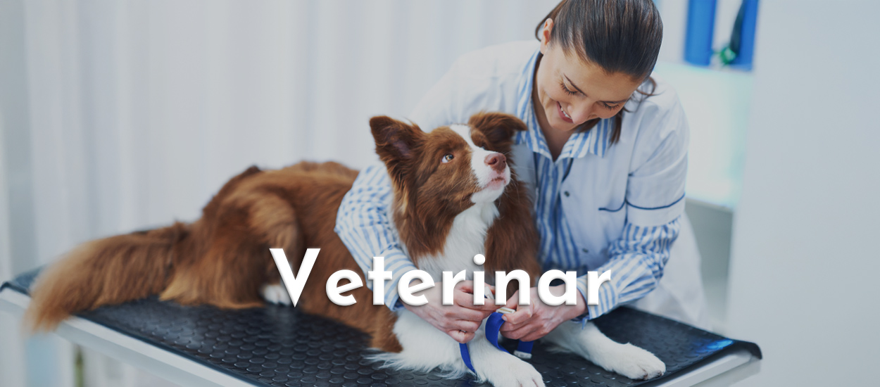 Modele de Cărți de Vizită pentru Veterinari - Vectorial Print